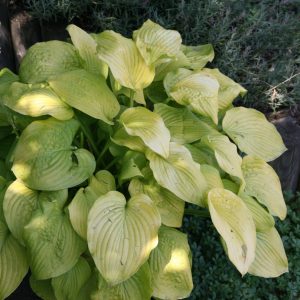 Hosta x fortunei 'Gold Standard'