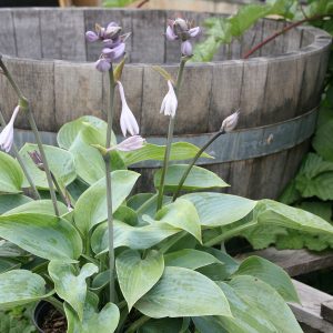 Hosta x tardiana 'Halcyon'