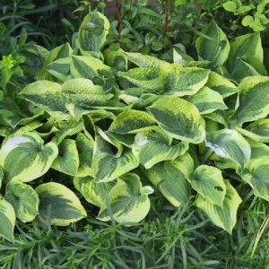 Hosta sieboldiana 'Wide Brim'