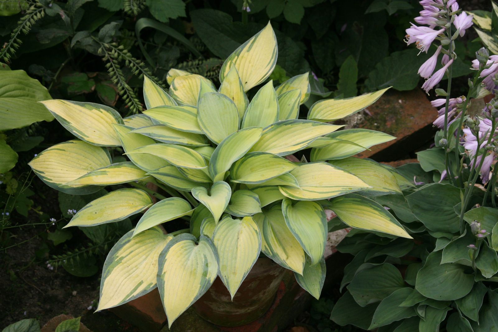 Hosta x tardiana 'June' -R-