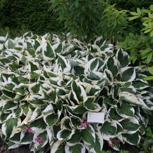 Hosta x fortunei 'Patriot'