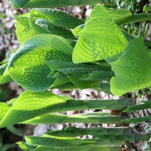 Hosta sieboldiana Elegans'