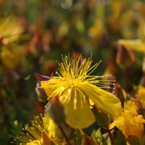 Hypericum polyphyllum 'Grandiflorum'