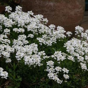 Iberis sempervirens 'Zwergschneeflocke'