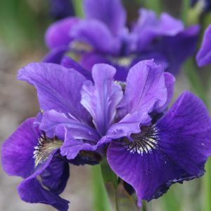 Iris sibirica 'Ruffled Velvet'