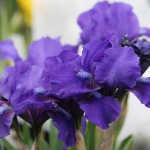 Iris x barbata-nana 'Cyanea'
