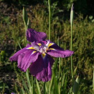 Iris ensata 'Sensation'