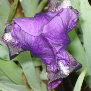 Iris x barbata elatior 'Black Knight'