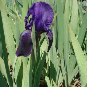 Iris x barbata elatior 'Eleanore Roosevelt'