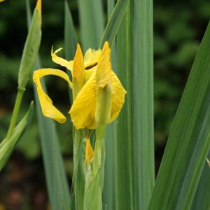 Iris pseudacorus