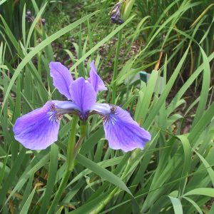 Iris sibirica 'Dreaming Spires'