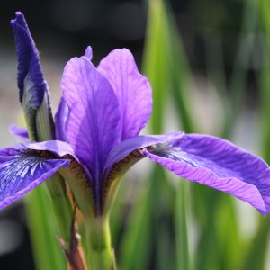 Iris sibirica 'Annick'