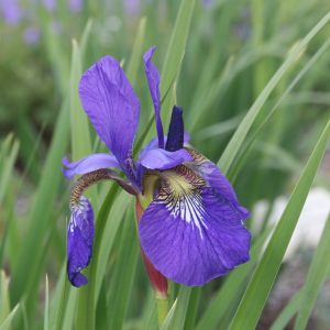 Iris sibirica 'Mountain Lake'