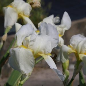 Iris x barbata elatior 'Lugano'