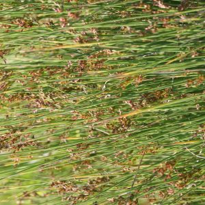 Juncus inflexus