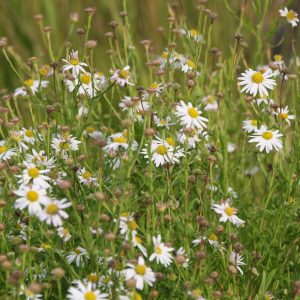 Kalimeris incisa 'Alba'