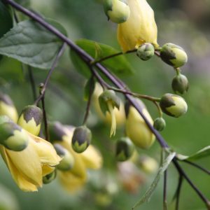 Kirengeshoma palmata