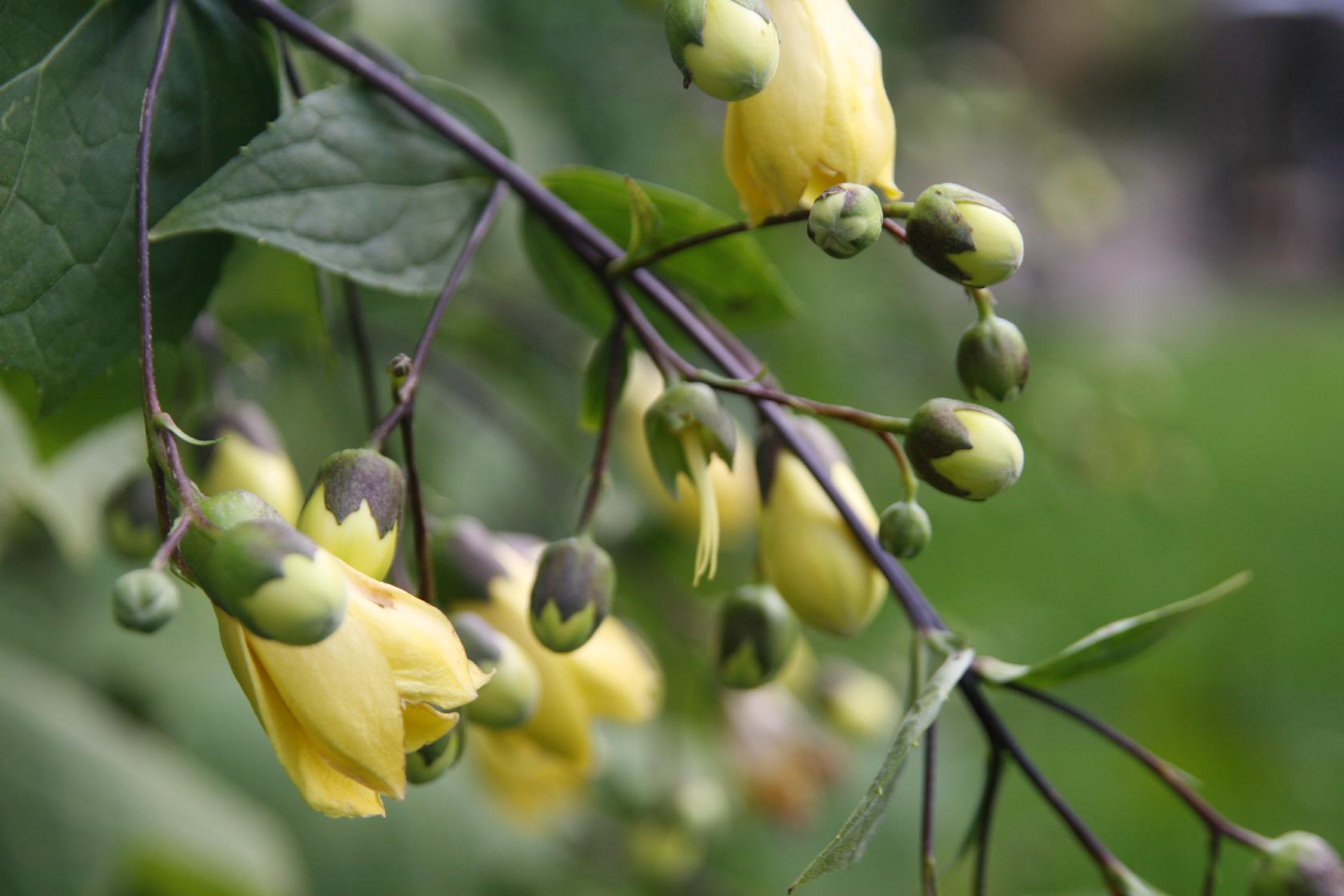Kirengeshoma palmata