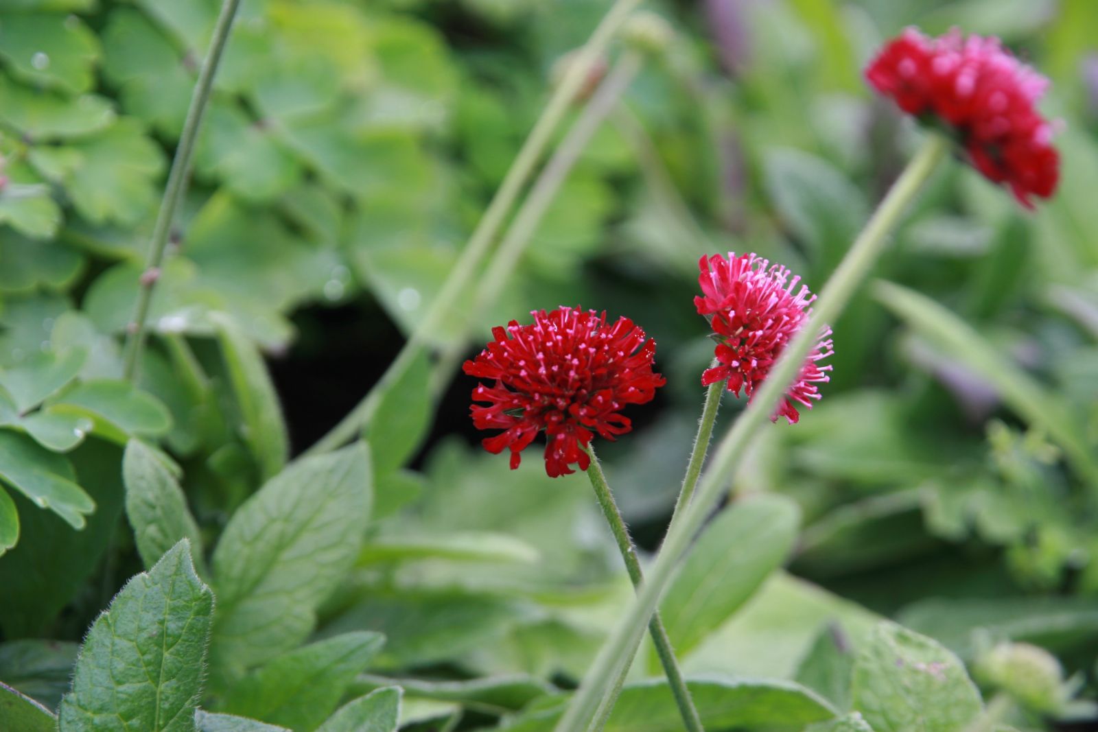 Knautia macedonica 'Mars Midget'