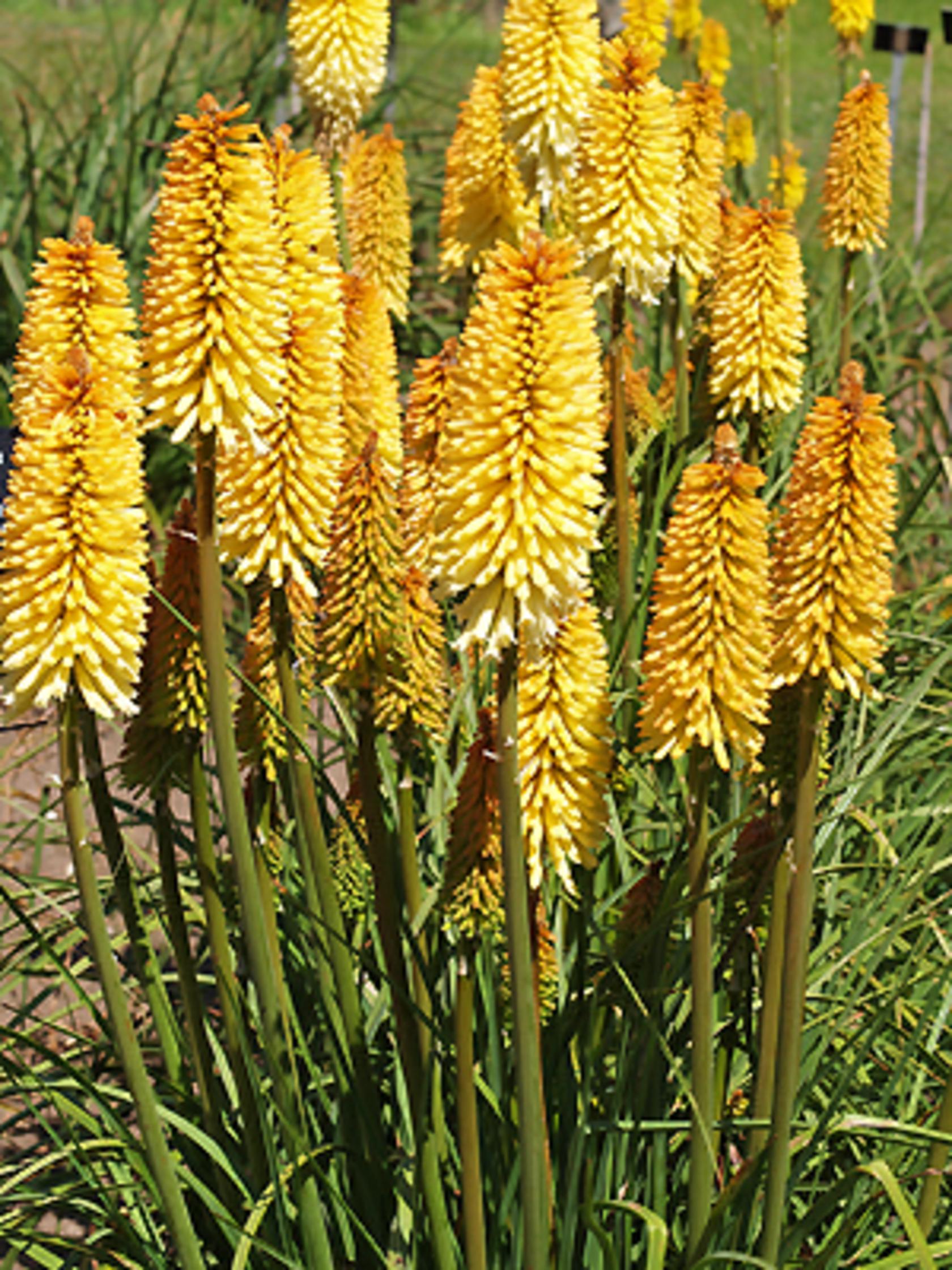 Kniphofia uvaria 'Moonstone'