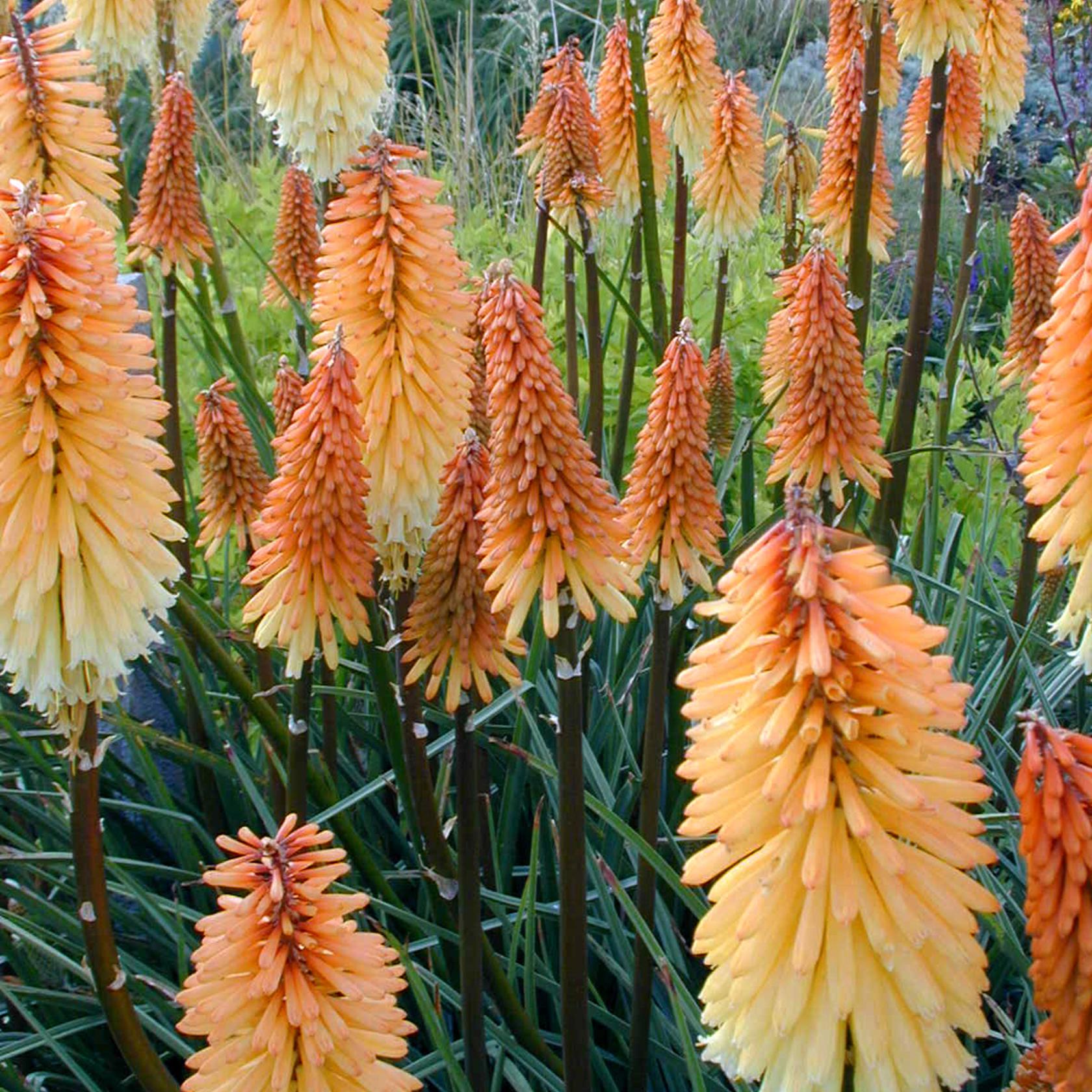 Kniphofia uvaria 'Tawny King'