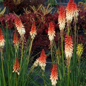 Kniphofia uvaria 'Orange Vanilla Popsicle' (S)