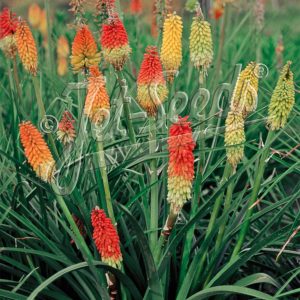 Kniphofia uvaria 'Grand Mix'
