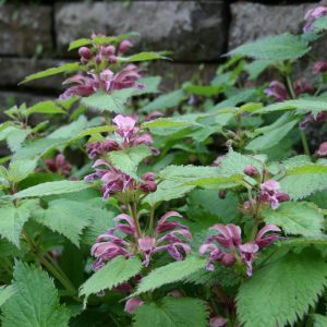 Lamium orvala