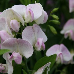Lathyrus latifolius 'Rosa Perle'