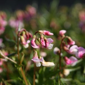 Lathyrus vernus 'Rosenelfe'