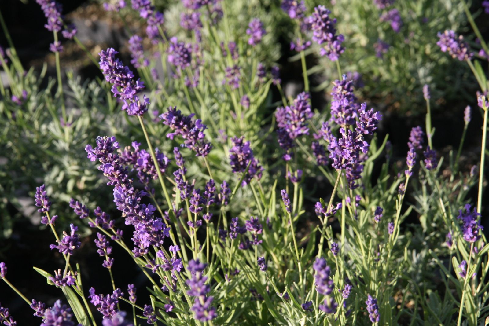 Lavandula angustifolia 'Essence Purple'