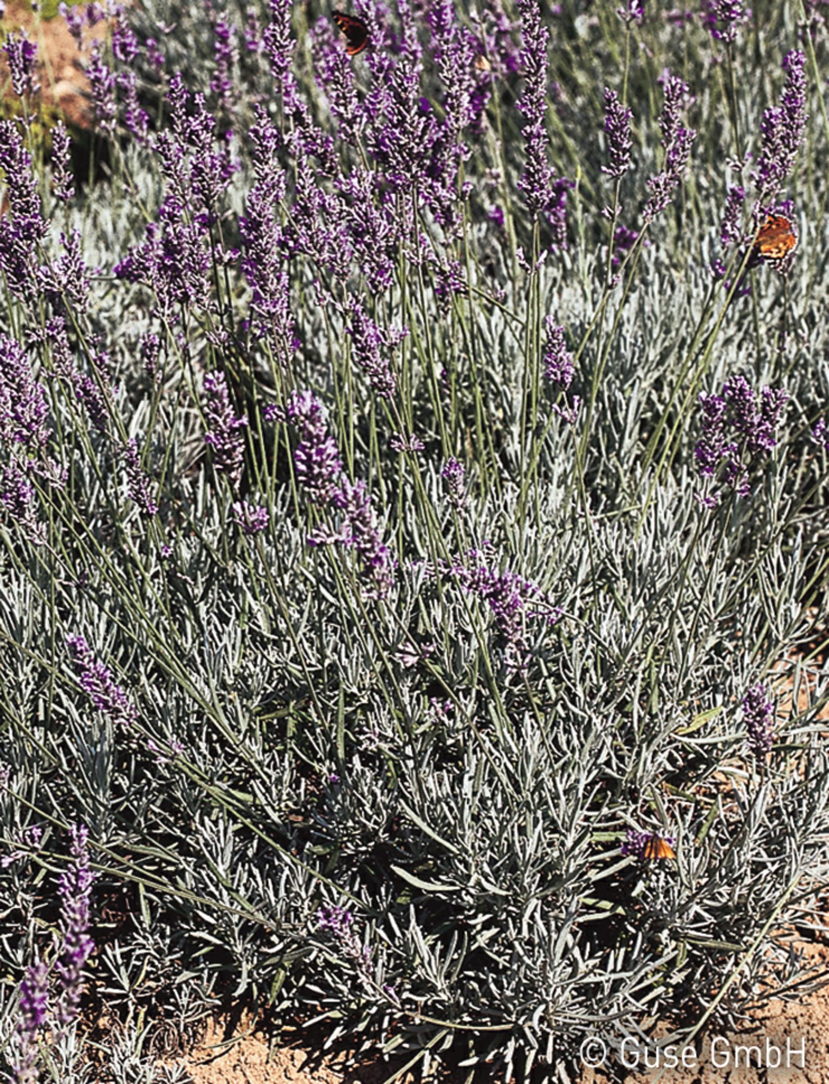 Lavandula x intermedia 'Grappenhall'