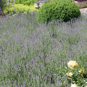 Lavandula angustifolia 'Munstead'