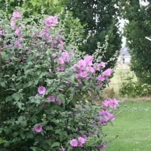 Lavatera x olbia-Hybr.'Rosea'
