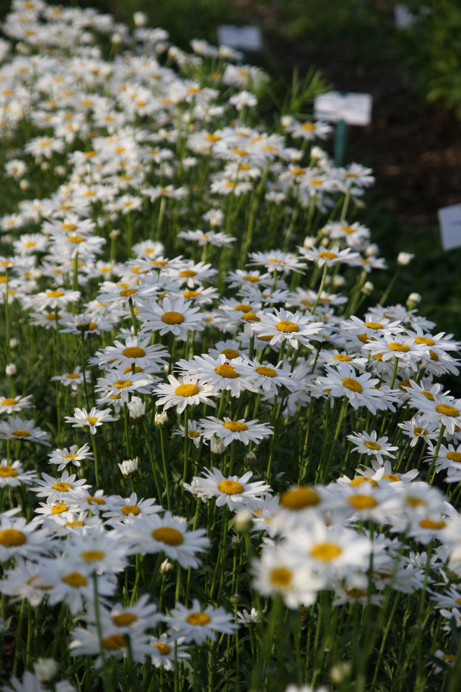 Leucanthemum x superbum 'Gruppenstolz'