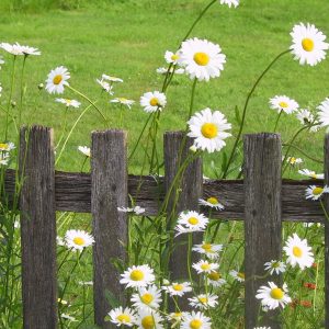 Leucanthemum vulgare 'Maikönigin'