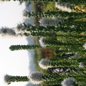 Liatris spicata 'Floristan Weiß'