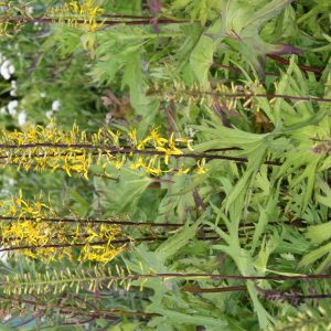 Ligularia przewalskii