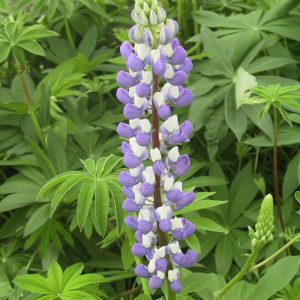 Lupinus polyphyllus 'Kastellan'
