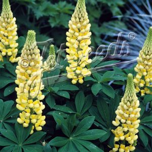 Lupinus polyphyllus 'Kronleuchter'