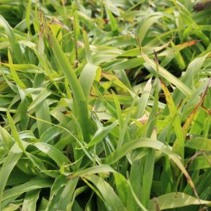 Luzula sylvatica 'Tauernpass'