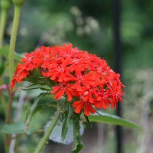 Lychnis chalcedonica