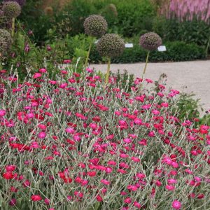 Lychnis coronaria