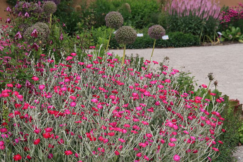 Lychnis coronaria