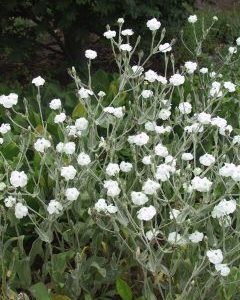 Lychnis coronaria 'Alba'