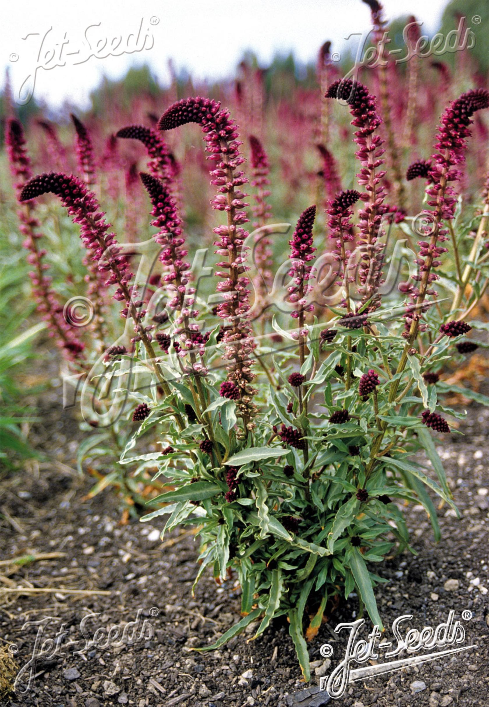Lysimachia atropurpurea