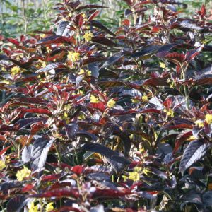 Lysimachia ciliata 'Firecracker'