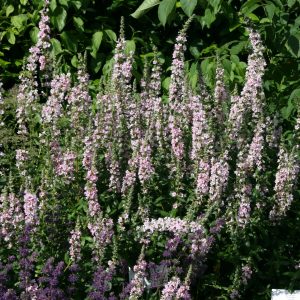 Lythrum salicaria 'Blush'