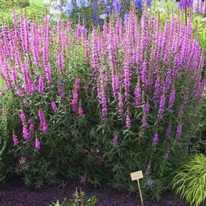 Lythrum salicaria