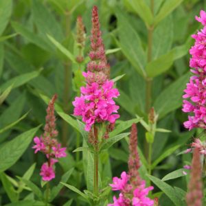 Lythrum salicaria 'Robert'